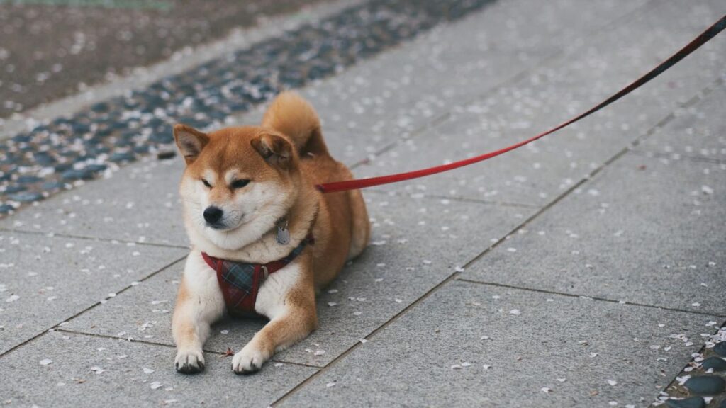 9.7.4 leash